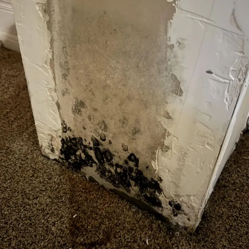 Professional Mold Removal in West Slope, OR